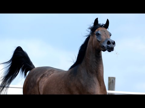 ⚜️ EL FARIDA ⚜️ (RFI Farid x Esmeta / Ekstern), 2022 PRIDE OF POLAND