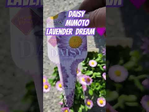 園芸 レッドジンジャー、レッドラベンダー