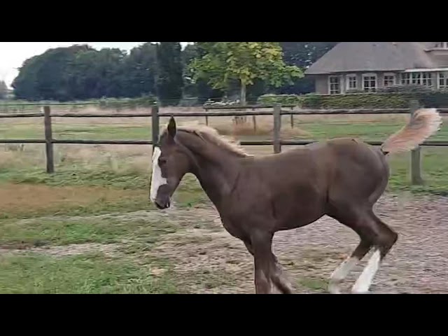 Full sister Cerly Chin van de Eijkhof this Implanted Embryo was auction highlight this year!