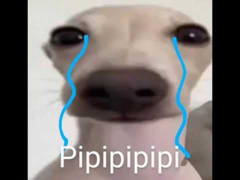 Pipipipi meme plantilla