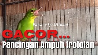 Download lagu PANCINGAN cucak ijo Trotol GACOR mp3