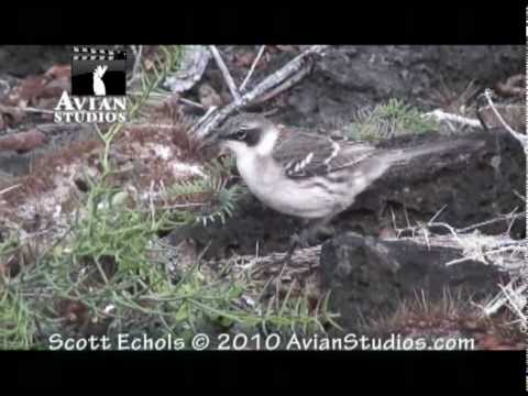 Galapagos dove finches mockingbirds