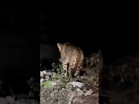 Tiger 🐯 #shorts #animals #tiger