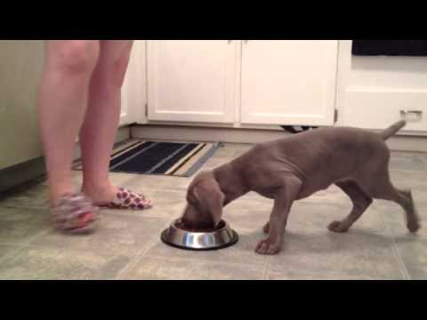 9 week old Weimaraner puppy waits for food