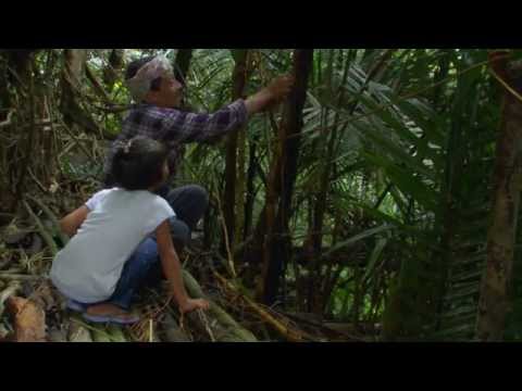 The living bridges of Meghalaya
