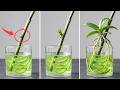 Orchid Propagation from Flower Spike | Dormant Bud Activation into 3 Plantlets