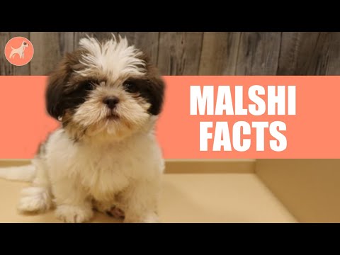 Maltese Shih Tzu (Malshi) Dog Breed: 10 Amazing Facts You Must Know