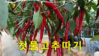 고추 첫물수확-이제부터 본 게임