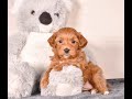 Cavapoo dogs for sale: Sara - Video 1