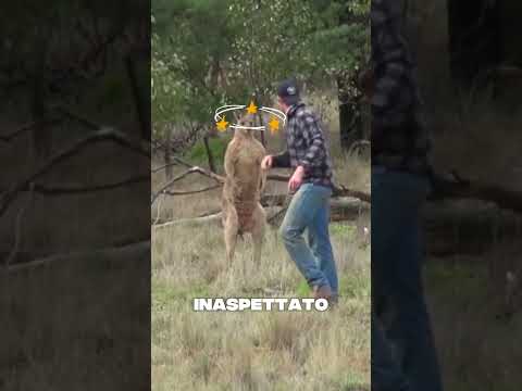 Guarda come quest’uomo ha affrontato un canguro