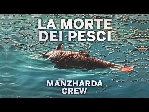ManzHarda - La morte dei pesci