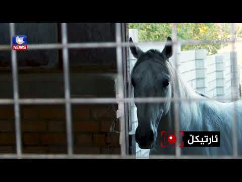 سەیری ڤیدیۆکە بکەن .. پاراستنی توخمی ئەسپی دەگمەن و کوردی لە کێڵگەیەکی ئەسپسواریدا