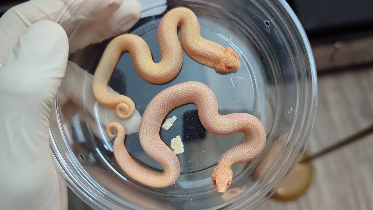 My opinion on arctic vs non-arctic sunburst hognose snakes