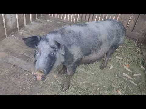 A lida na roça @elisamabezerra2548