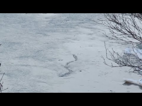 ICELANDIC LAKE MONSTER CAUGHT ON TAPE | The Lagarfljót Worm