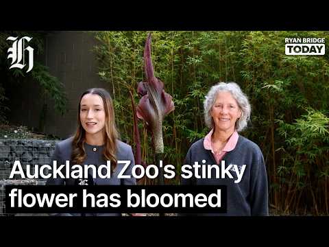 Thumbnail for 'Like a gym locker': Auckland Zoo's stinky flower has bloomed | Ryan Bridge TODAY