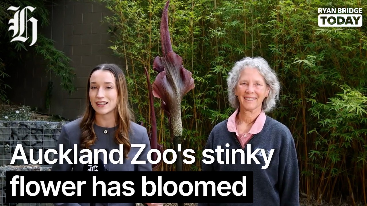 'Like a gym locker': Auckland Zoo's stinky flower has bloomed | Ryan Bridge TODAY