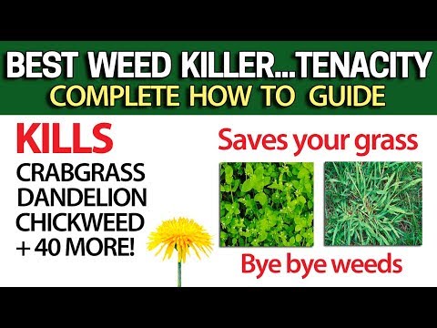 Kill Weeds Crabgrass + 40 more & NOT your Grass with Tenacity - DIY