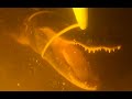 Thick Gator Caught Underwater