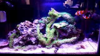 How to setup a 10 Gallon Nano Reef Tank, Algae update, Fluval Sea Magnesium