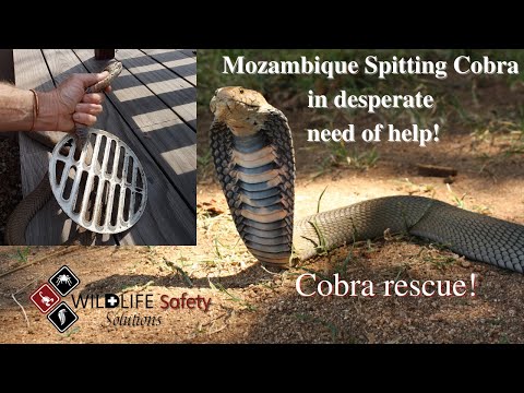Spitting Cobra in big trouble!