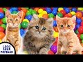 LAGU ANAK ANAK SI MEONG KUCING LUCU MANDI BOLA POPULER