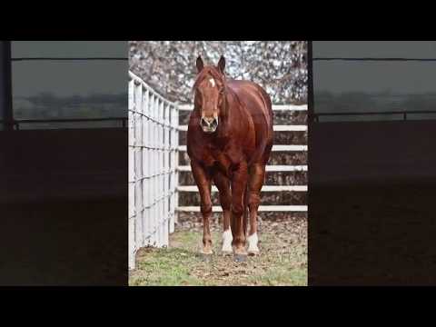 A Gunnin Affair -**Sold to Washington