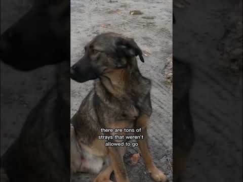 Visiting the most radioactive town (Chernobyl, Ukraine) ☢️