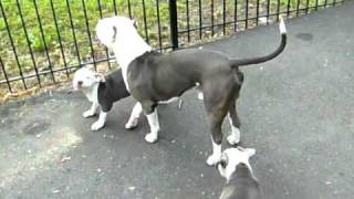 ICE, COCO & PITBULL PUPPIES FROM VERY 1ST LITTER