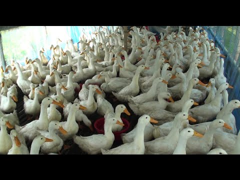 , title : 'Pekin Duck Farm - How To Be Successful By Commercially Pekin Duck Farm'