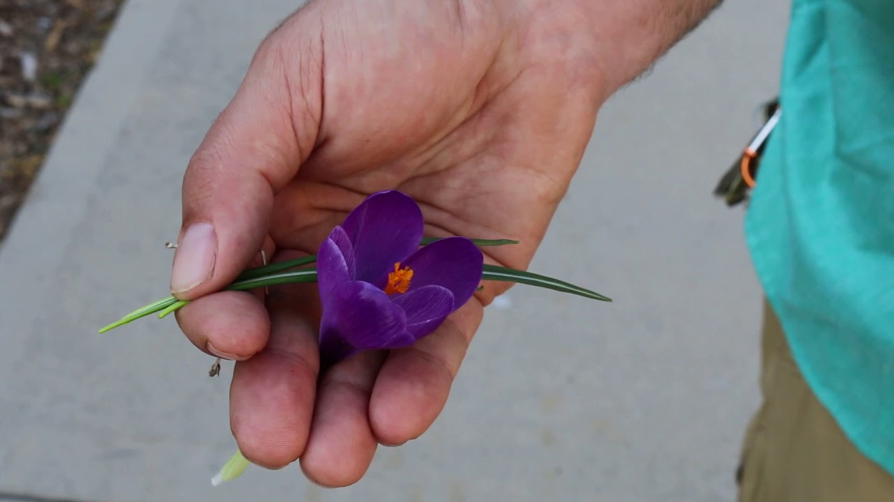 Crocus (Crocus x) - Plant Identification - YouTube