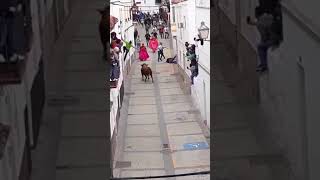 cogida 1er toro Arcos de la Frontera 2019 parte 2