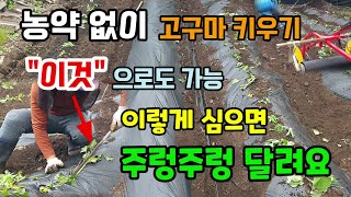 농약없이 고구마키우기 고구마심는시기 방법 이렇게 심으면 고구마가 주렁주렁 달립니다.