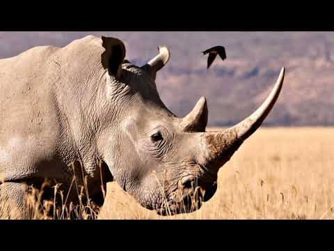 The Rhino:Fascinating Facts and Unique Aspects