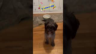 Video preview image #1 Affenpinscher Puppy For Sale in Menifee, CA, USA