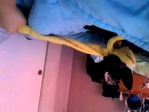 Making squeak beats with pupious