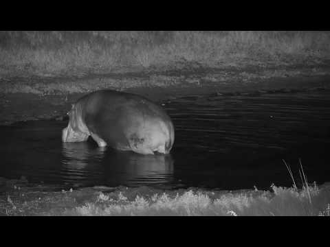 Djuma: The two Hippos leave the dam after a good  soak  - 00:53 - 04/07/19