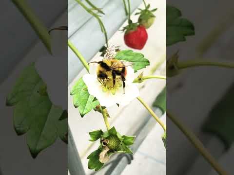 マルハナバチの城 – 花粉媒介昆虫の営巣補助材 トピックス