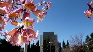 Spring has sprung on campus!