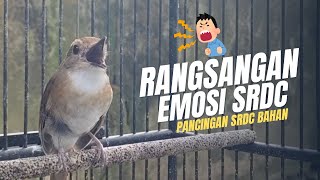 Download lagu AWAS SRDCMU IKUTAN NGEPLONG‼️PANCINGAN PENGGACOR SEMUA SRDC | AMPUH SEKALI mp3 Download lagu AWAS SRDCMU IKUTAN NGEPLONG‼️PANCINGAN PENGGACOR SEMUA SRDC | AMPUH SEKALI mp3