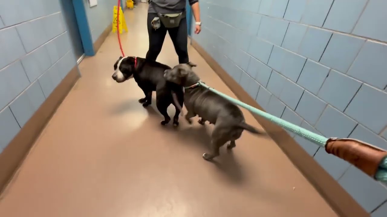 Tanker's Leash Test
