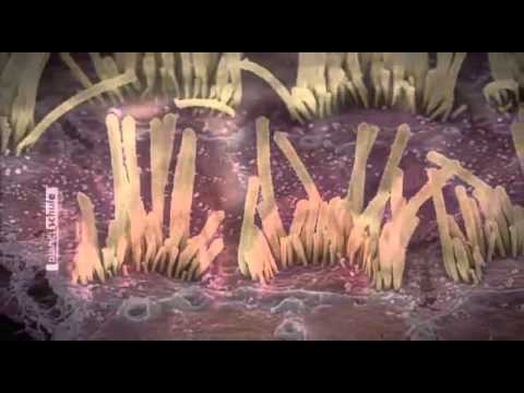 Der Kern Des Lebens : Zellen Und Viren - Dokumentation