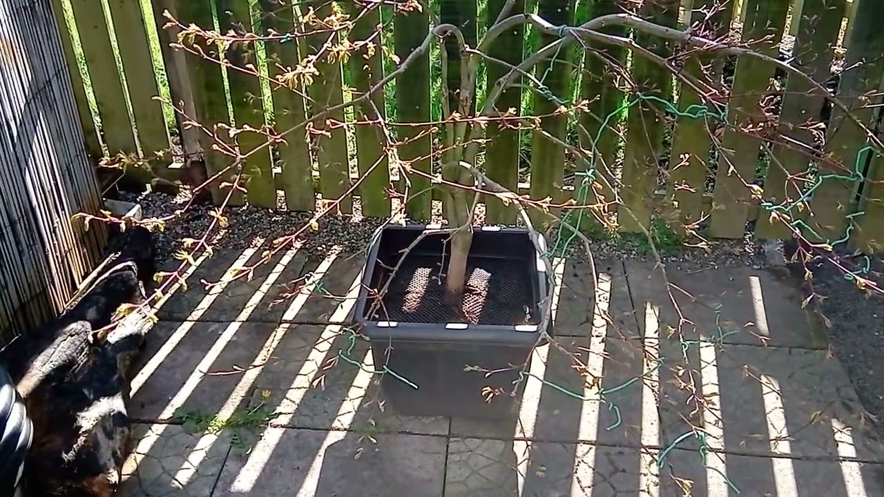 Japanese Maple - Basic Branch Shaping (part 2 of 2)