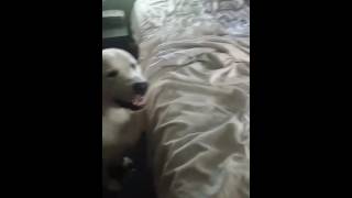 Great Pyrenees talking back