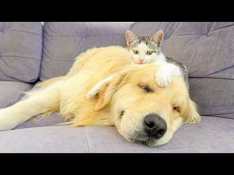 YouTube 썸네일