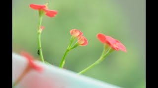 My Photos and Haiku~Miniature Spririts