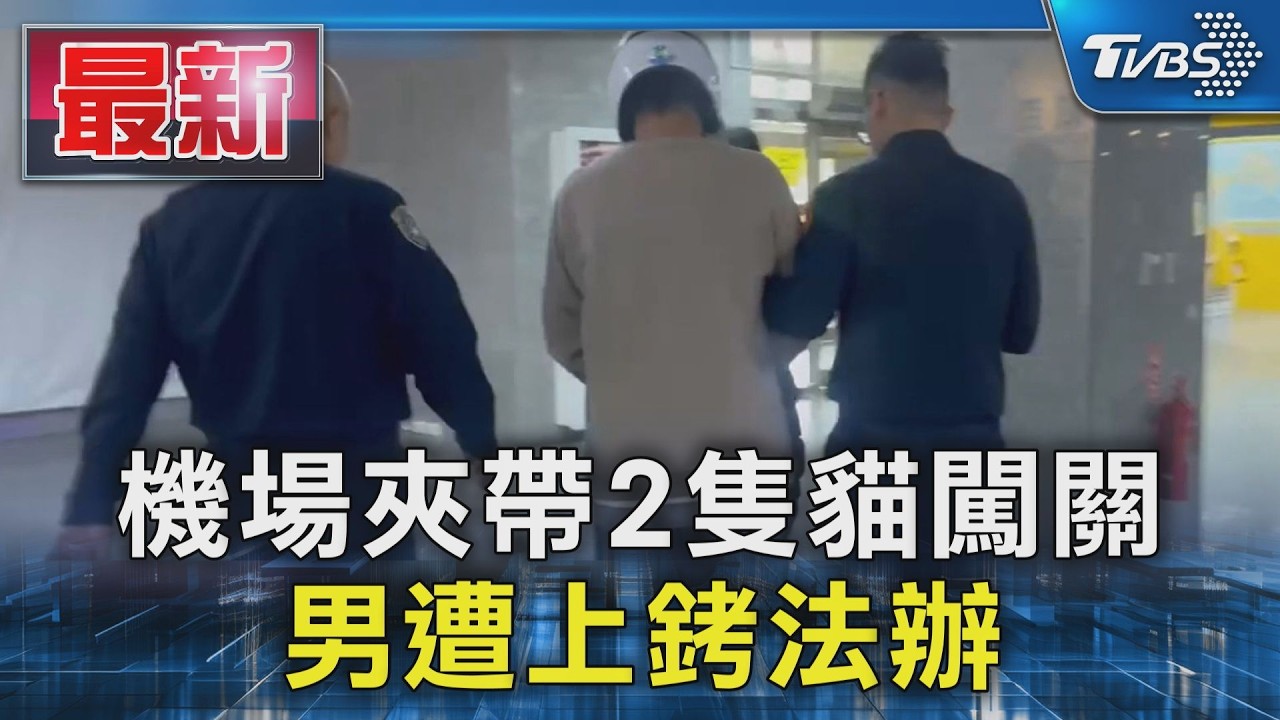 影音/男「2貓纏身」金門闖關飛台遭逮 大陸走私波斯貓奄奄一息