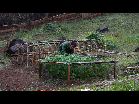 Izdelava bambusove rešetke za gojenje paradižnikov in fižola| Zgradite življenje v gozdu || EP.26