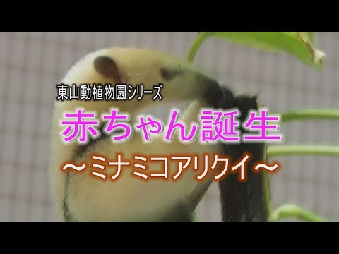 東山動植物園シリーズ　ミナミコアリクイ 赤ちゃん誕生