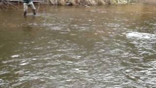 preview picture of video 'Landing a Steelhead - Brule River - Brule, WI'